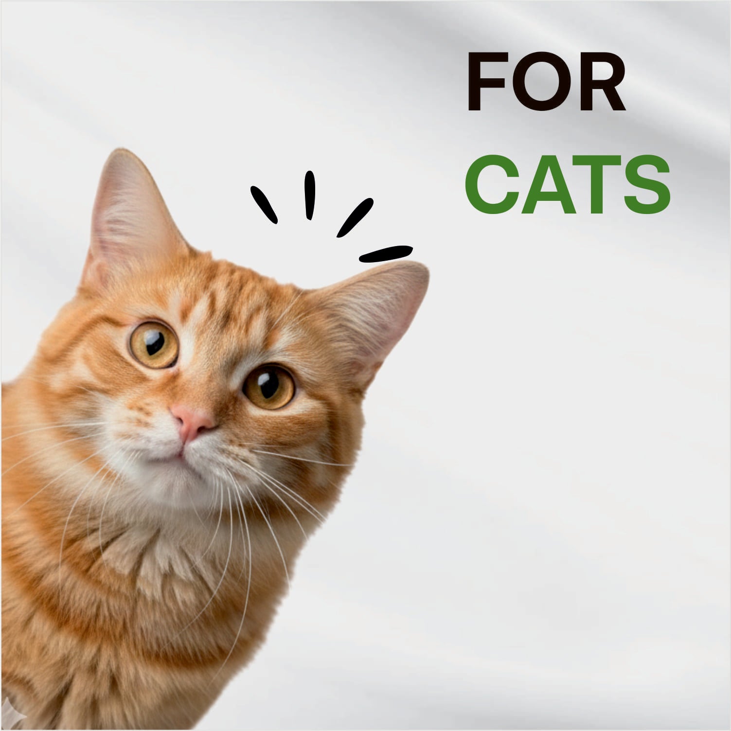Orange tabby cat with text 'FOR CATS' on a light gray background