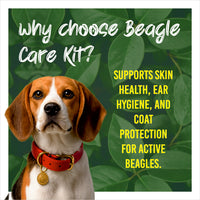 Beagle with a red collar on a green leafy background with promotional text about the Beagle Care Kit.