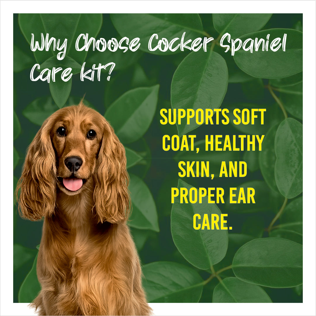 Cocker Spaniel with text about choosing a care kit on a green leafy background