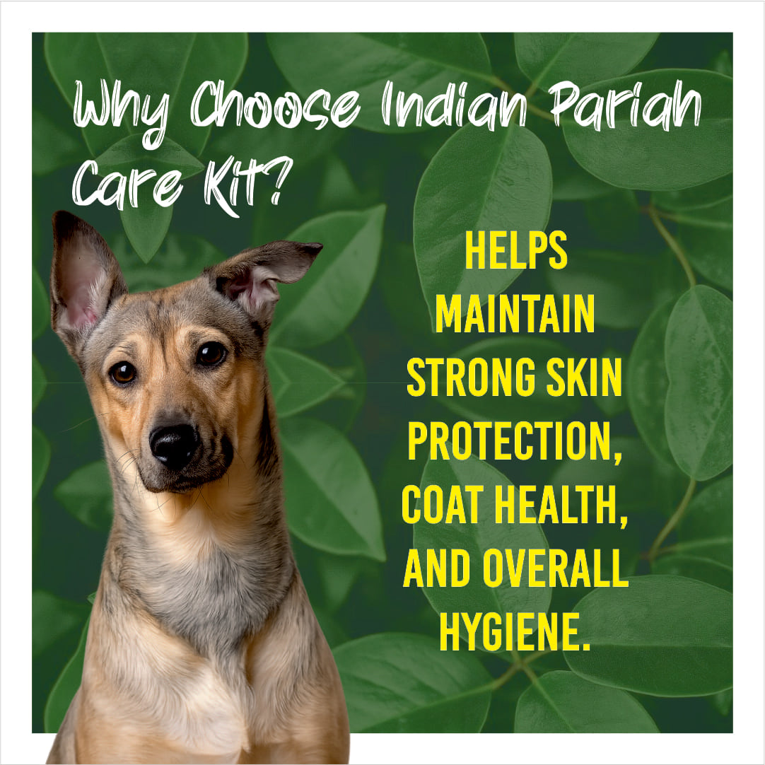 Dog with text about Indian Pariah Care Kit on a green leafy background