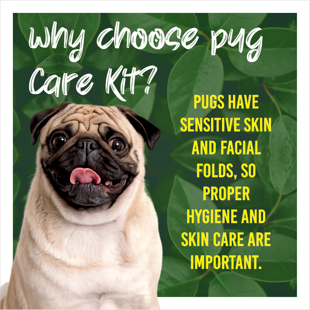 Pug with text about choosing a pug care kit on a green leafy background