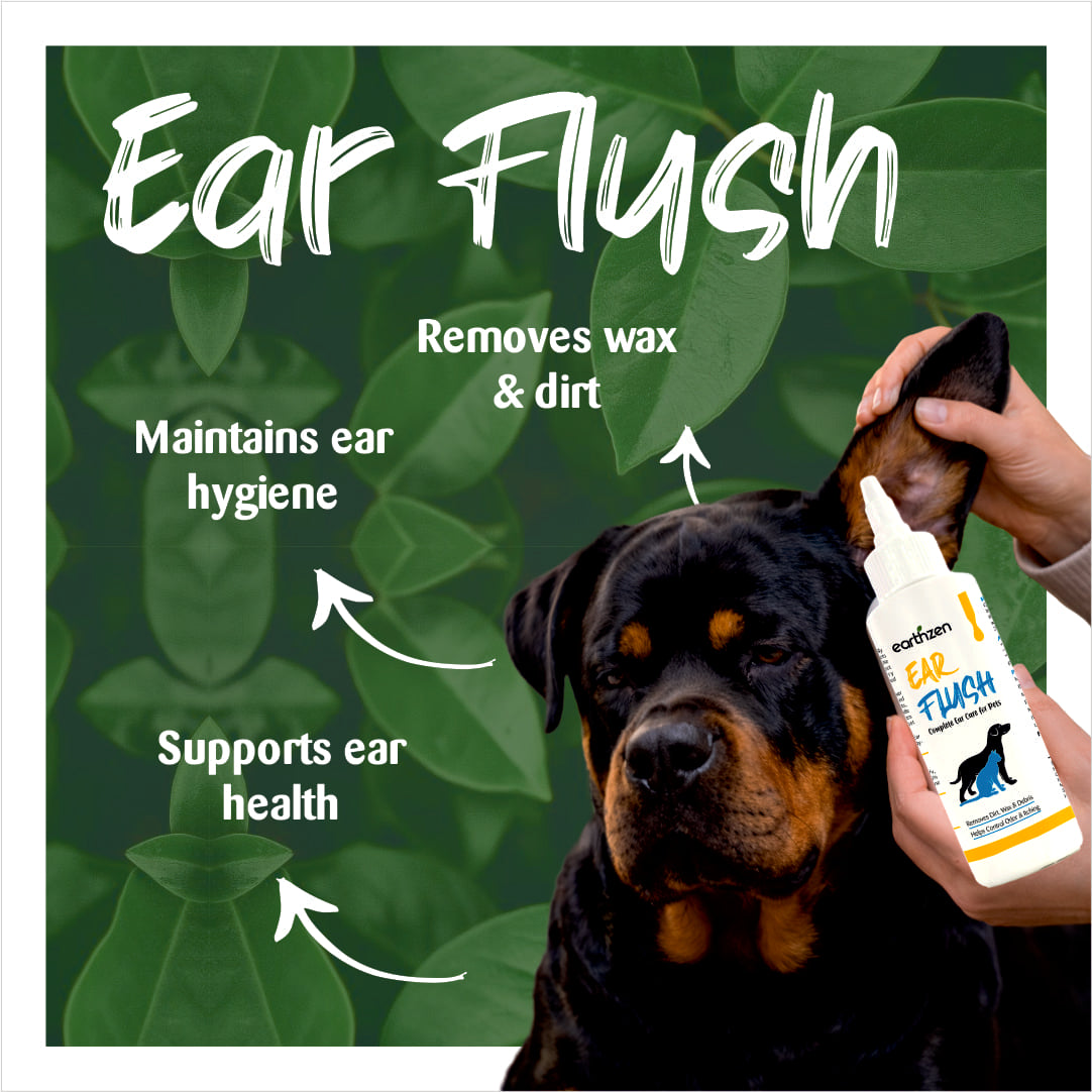 Dog being given an ear flush with text on a green leafy background